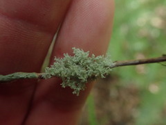 Roccellinastrum neglectum