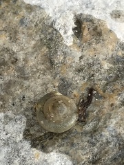 Polygyrinae