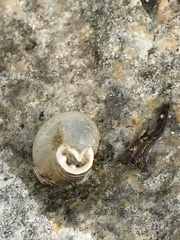 Polygyrinae