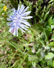 Melanoseris qinghaica