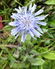 Melanoseris qinghaica