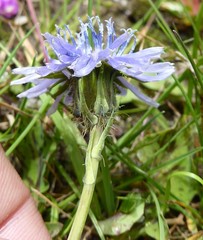 Melanoseris qinghaica