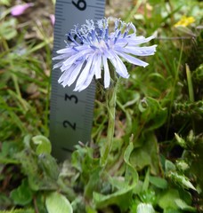 Melanoseris qinghaica