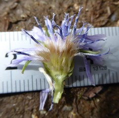 Melanoseris qinghaica