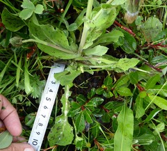 Melanoseris qinghaica