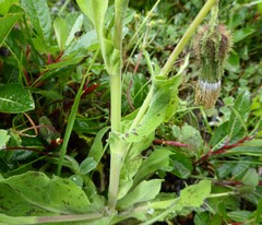 Melanoseris qinghaica