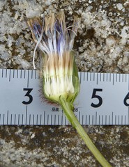 Melanoseris qinghaica