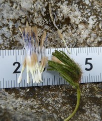 Melanoseris qinghaica