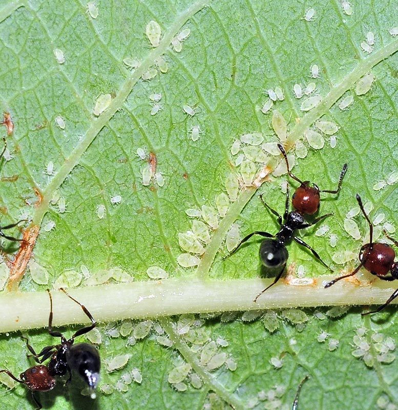 Chaitophorus salicti