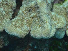 Isopora palifera