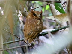 Otus thilohoffmanni