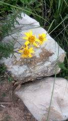 Verbesina parviflora