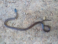 Tantilla melanocephala