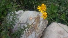 Verbesina parviflora