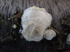 Hypocreaceae