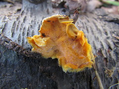 Hypocreaceae