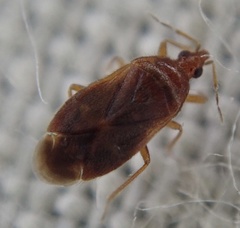 Cardiastethus fasciiventris