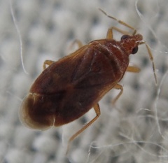 Cardiastethus fasciiventris