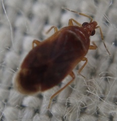 Cardiastethus fasciiventris