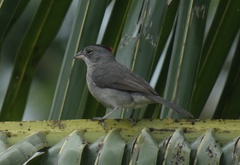 Coryphospingus pileatus