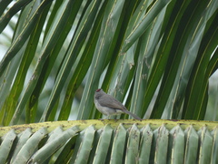 Coryphospingus pileatus