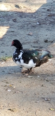 Cairina moschata domestica