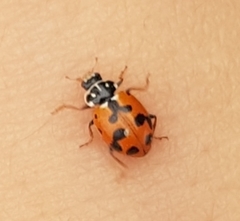 Hippodamia variegata