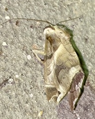Calyptis