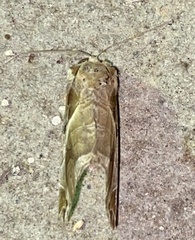 Calyptis