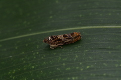 Pseudohedya cincinna