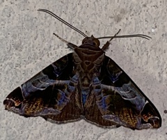 Calyptis semicuprea