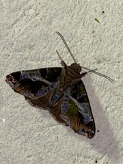Calyptis semicuprea