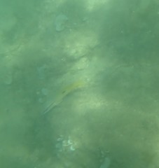 Lutjanus fulviflamma