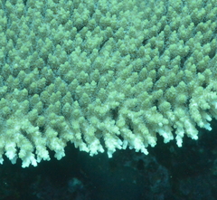 Acropora hyacinthus