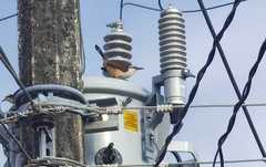 Campylorhynchus chiapensis