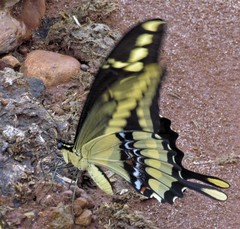 Heraclides thoas brasiliensis