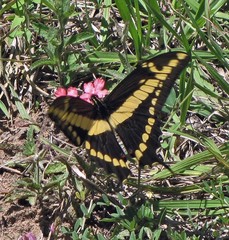 Heraclides thoas brasiliensis