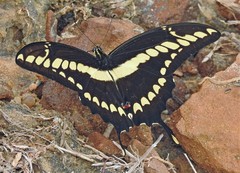 Heraclides thoas brasiliensis