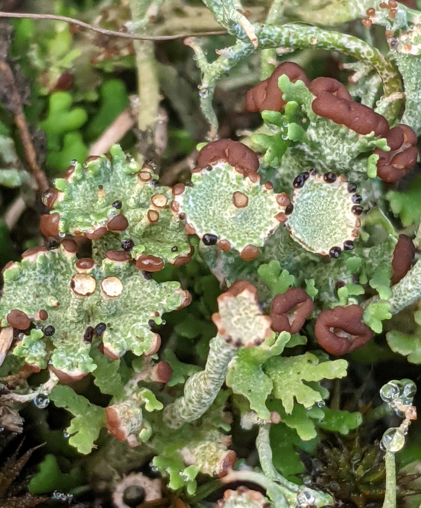 Browned Pixie-cup Lichen