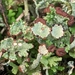 Cladonia cervicornis - Photo (c) Dan Wrench,  זכויות יוצרים חלקיות (CC BY-NC), uploaded by Dan Wrench
