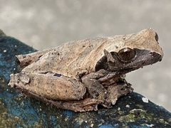 Dendropsophus anceps