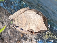 Dendropsophus anceps