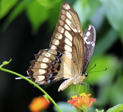 Heraclides thoas brasiliensis