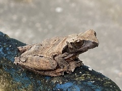 Dendropsophus anceps