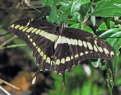 Heraclides thoas brasiliensis