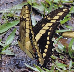 Heraclides thoas brasiliensis
