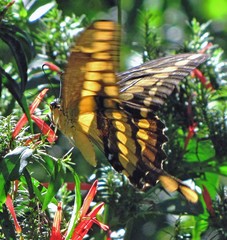 Heraclides thoas brasiliensis