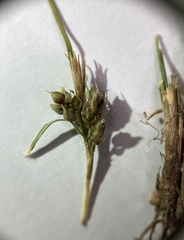 Carex decurtata