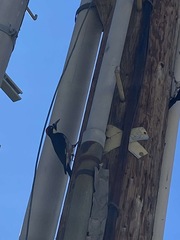 Melanerpes formicivorus