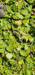 Leptinella squalida squalida